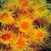 coral_cup_pej_ci_v_0066_cos0861.jpg